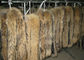 Το περιλαίμιο γουνών ρακούν μαύρισε ρακούν σκυλιών την πραγματική γουνών γούνα ρακούν δερμάτων μακρυμάλλη κινεζική προμηθευτής