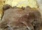 Μακρυμάλλες να γεμίσει μαλλιού αρνιών για την έδρα, μαλακό Sheepskin μαξιλάρι πατωμάτων 45 X 45 εκατ. προμηθευτής