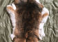 Φυσική γούνα κουνελιών Rex τσιντσιλά, μαλακή γνήσια κουρευμένη δορά σακακιών γουνών κουνελιών προμηθευτής