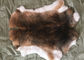 η γούνα κουνελιών 30*40cm Rex ξεφλουδίζει θερμό μαλακό, γούνα Rex τσιντσιλά με το φυσικό/βαμμένο χρώμα προμηθευτής