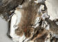 Μαυρισμένο προσαρμοσμένο γούνα μέγεθος δερμάτων κουνελιών Rex χλόης για τα εξαρτήματα/ιματισμός προμηθευτής