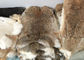 Παλτό που ευθυγραμμίζει ολόκληρη την πραγματική μαλακή χνουδωτή βαριά πυκνότητα δερμάτων κουνελιών Rex για το χειμώνα προμηθευτής