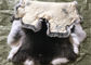 Η άσπρη χνουδωτή γούνα δερμάτων κουνελιών Rex τριχών κρύβει θερμό Comfortbale για τα ενδύματα προμηθευτής