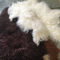 100% Sheepskin φυσική μακρυμάλλης μογγολική προβιών κουβέρτα γουνών κρέμας άσπρη σγουρή προμηθευτής