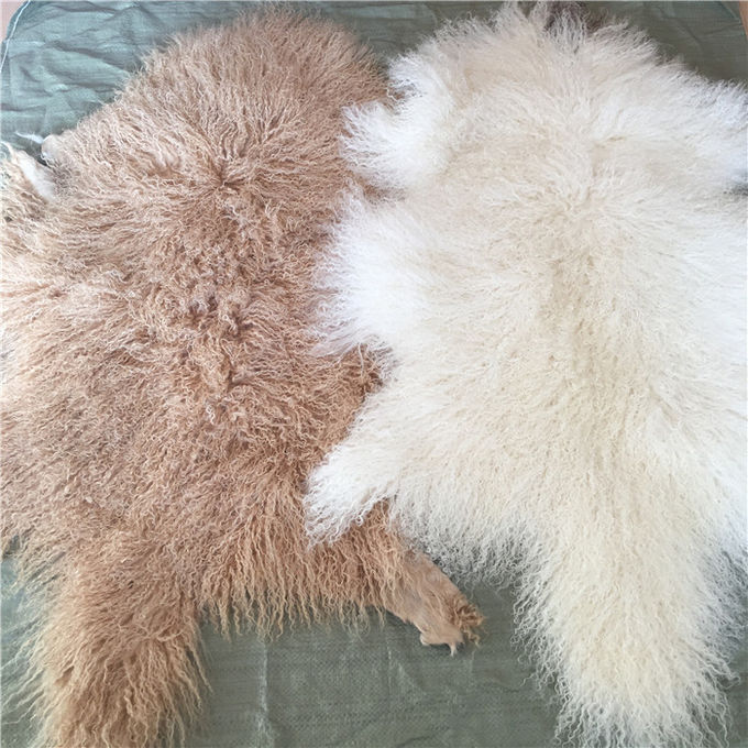 Μακριές σγουρές Sheepskin υλικές φυσικές άσπρες θιβετιανές lambswool μογγολικές δορές γουνών